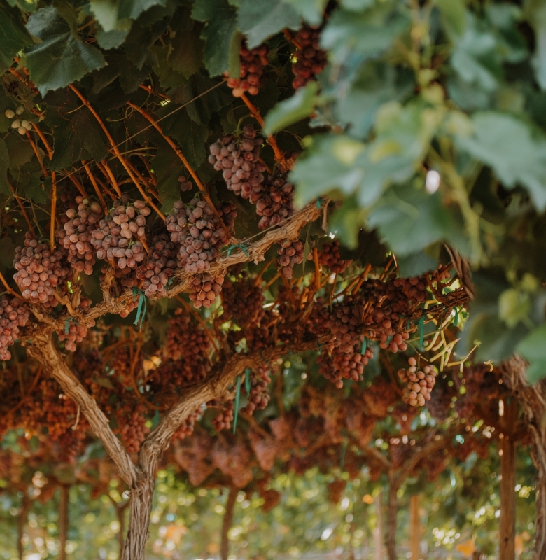 agricultural investment asset management responsive header